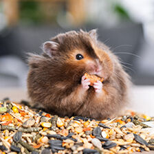 small animal pet eating
